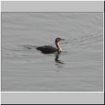 Indian cormorant.jpg